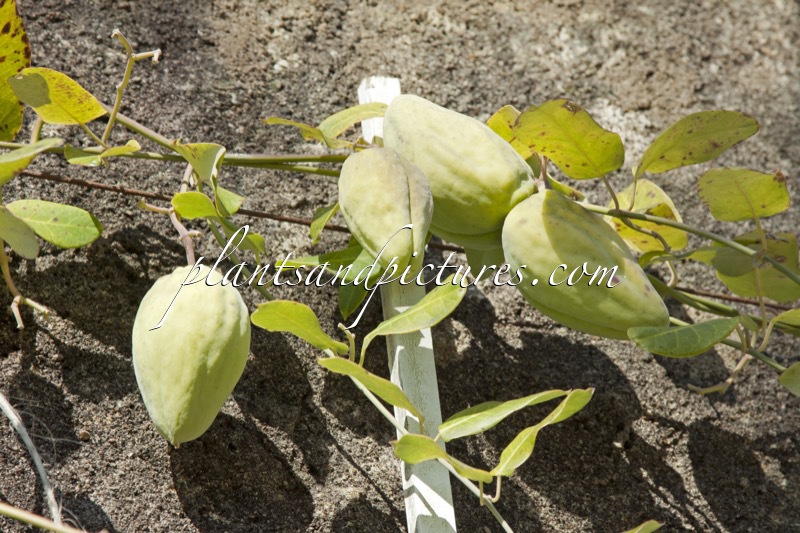 Araujia sericifera