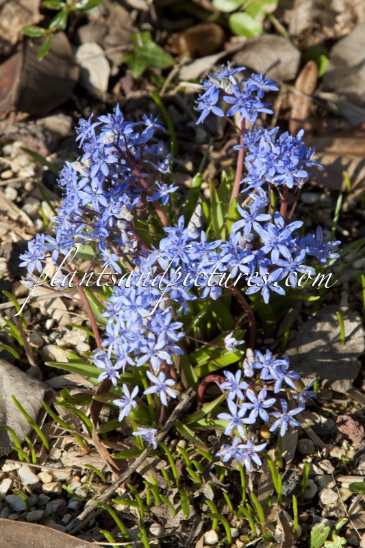 Scilla bifolia