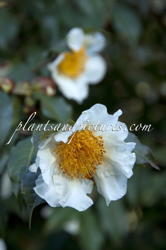 Camellia yunnanensis