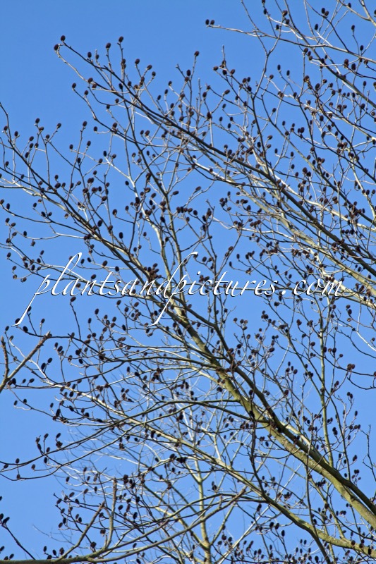 Platycarya strobilacea