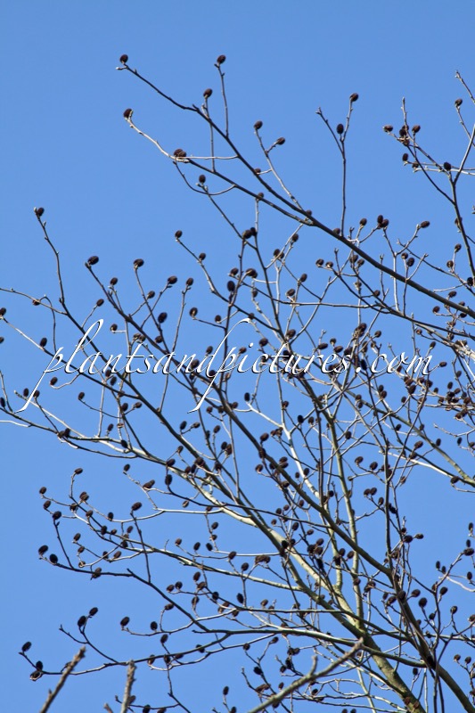 Platycarya strobilacea