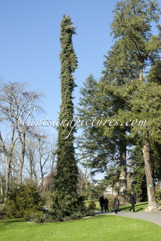 Picea omorika ‘Pendula’