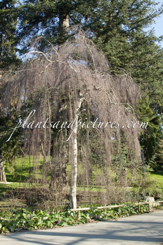 Betula pendula ‘Youngii’
