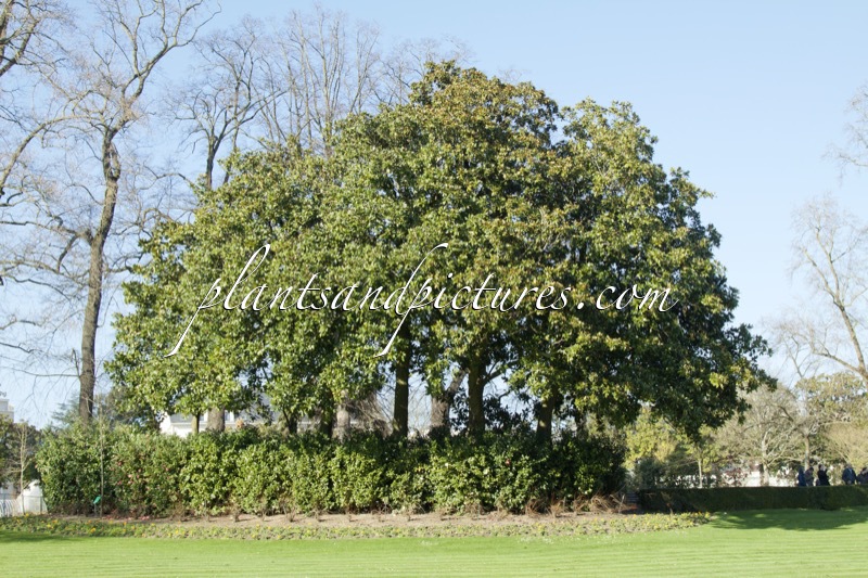 Magnolia grandiflora