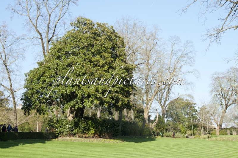 Magnolia grandiflora