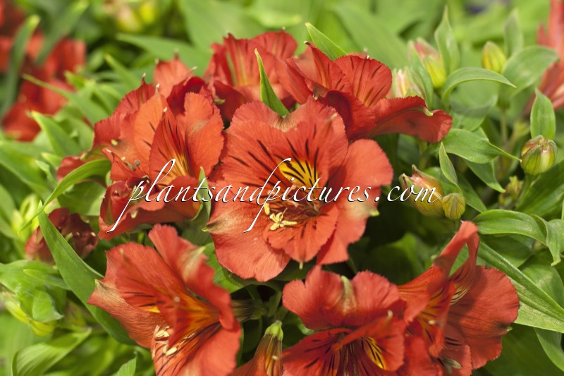 Alstroemeria ‘Zaprikate’ (KATE)