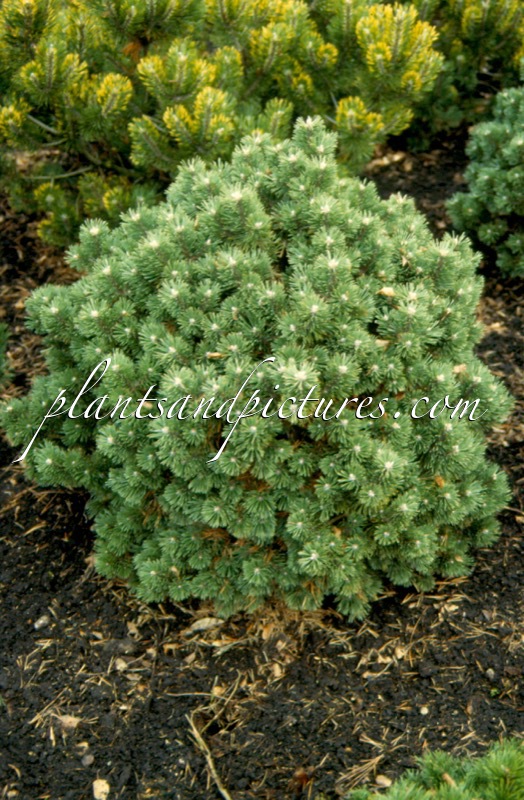 Pinus mugo ‘Heinis Triumph’