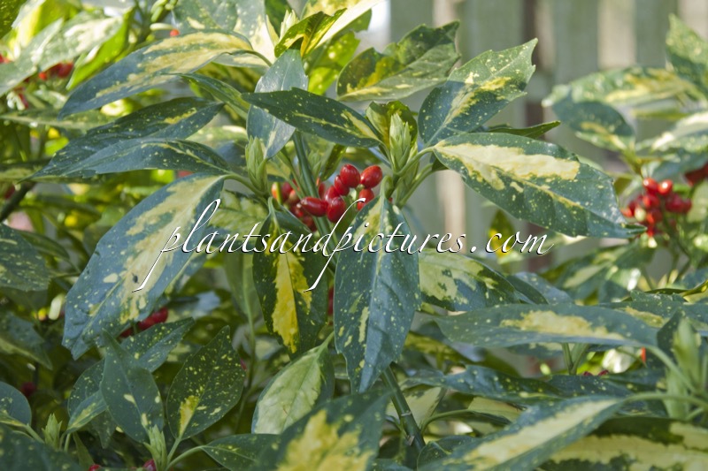 Aucuba japonica ‘Picturata’