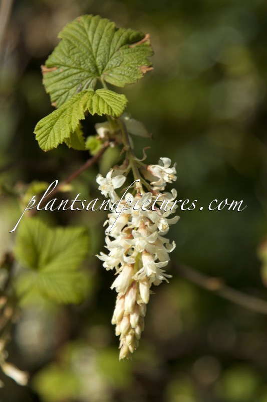 Ribes sanguineum ‘White Icicle’