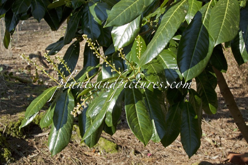 Prunus laurocerasus ‘Magnoliifolia’