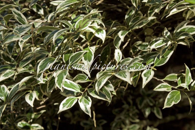 Camellia japonica ‘Benten’