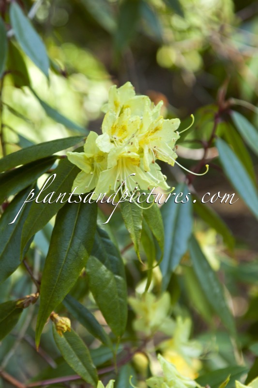 Rhododendron lutescens