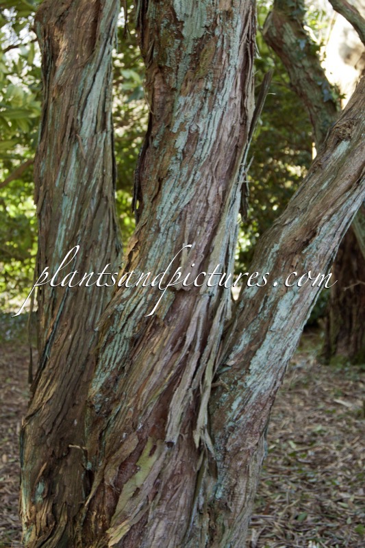 Pieris formosa var. forrestii