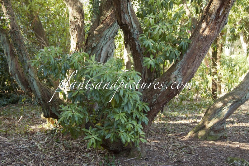 Pieris formosa var. forrestii