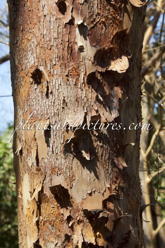 Stewartia monadelpha