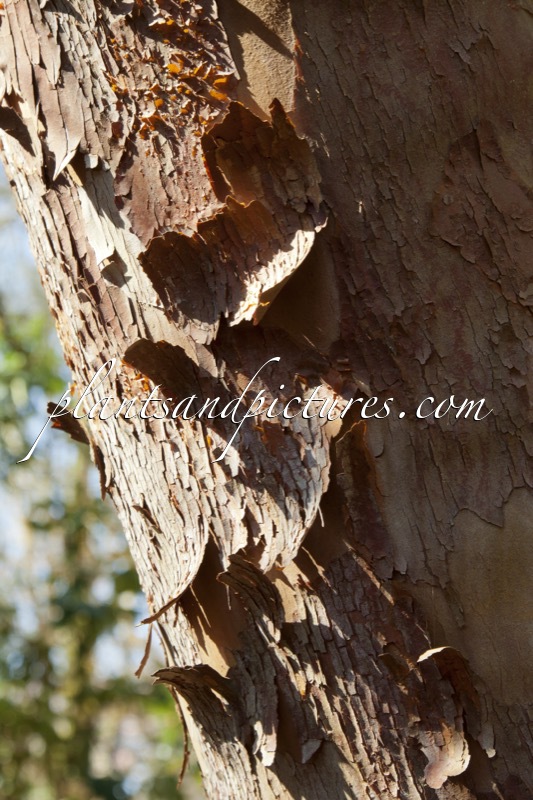 Stewartia monadelpha