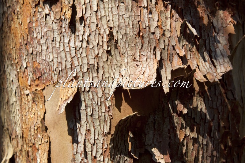 Stewartia monadelpha