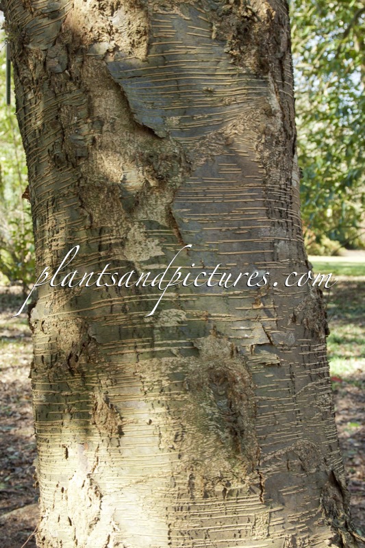 Nothofagus menziesii