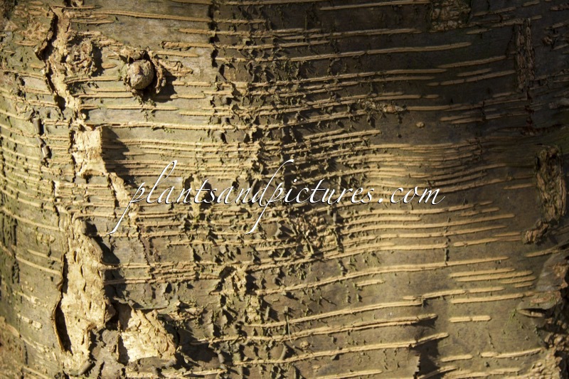 Nothofagus menziesii