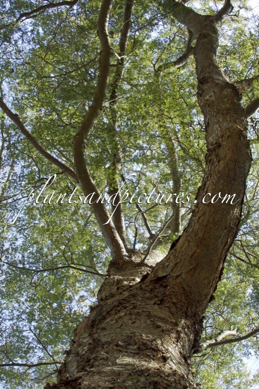 Nothofagus menziesii