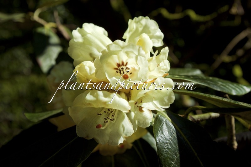 Rhododendron macabeanum