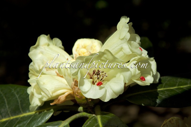 Rhododendron macabeanum