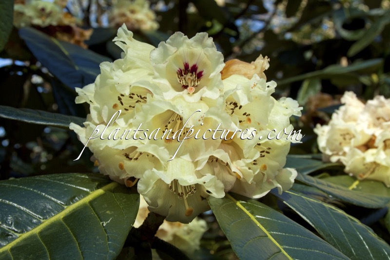 Rhododendron macabeanum