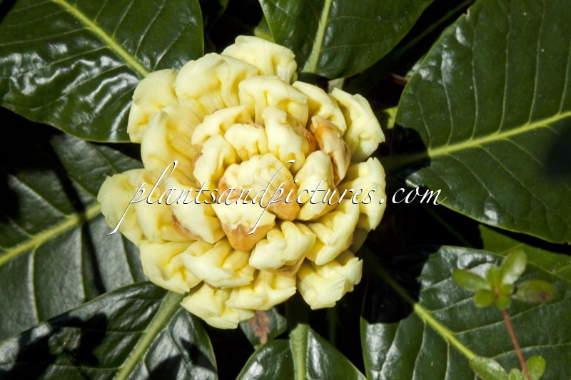 Rhododendron macabeanum