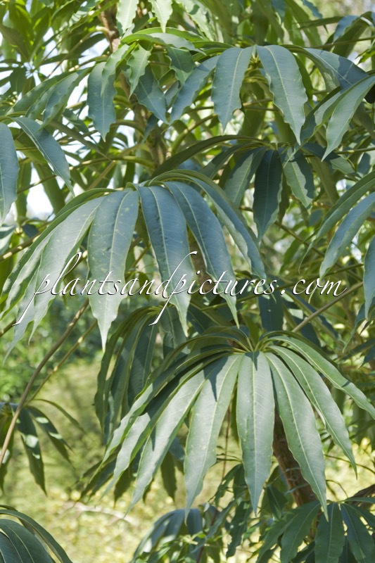 Schefflera taiwaniana