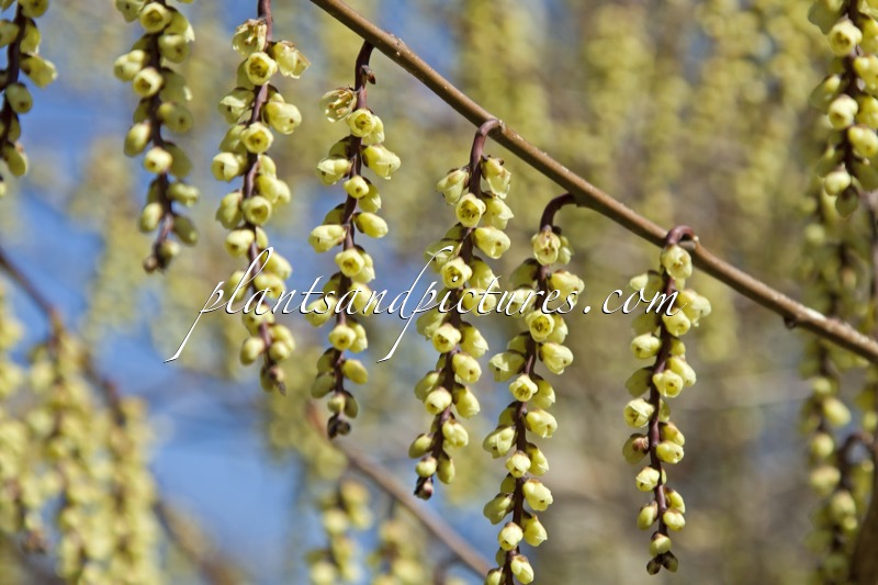 Stachyurus chinensis ‘Magpie’