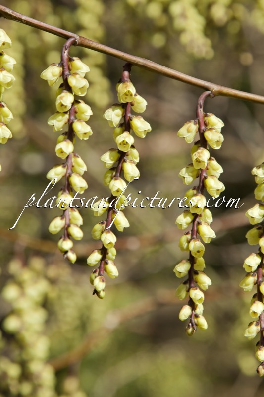 Stachyurus chinensis ‘Magpie’