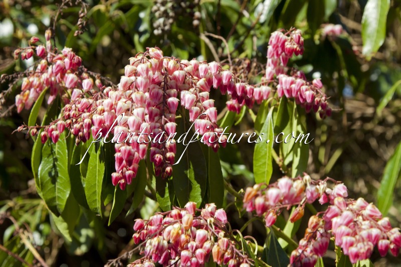 Pieris japonica ‘Flamingo’