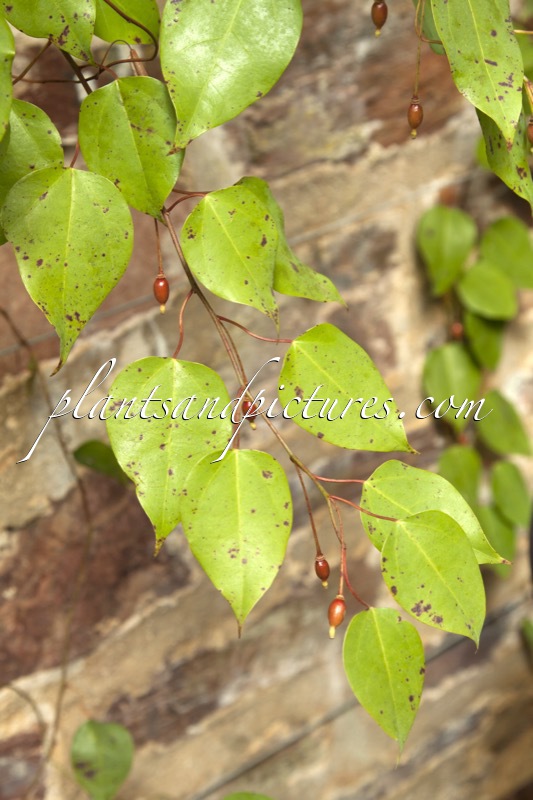 Berberidopsis beckleri