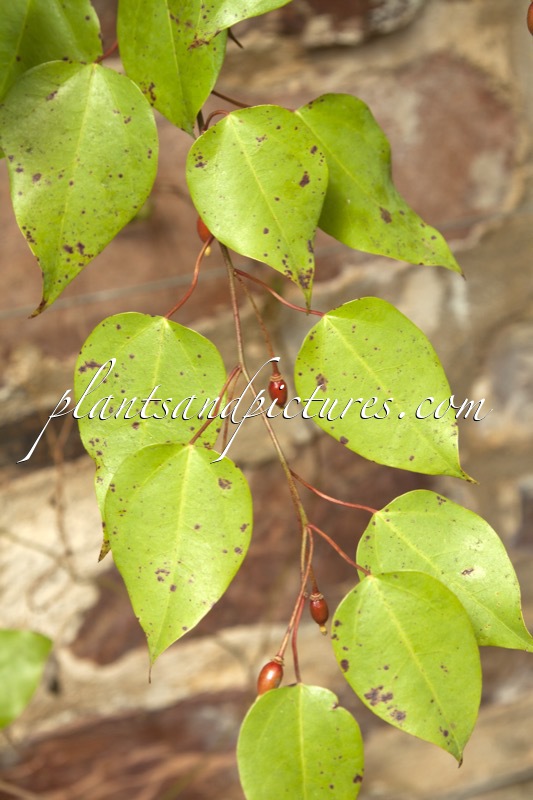 Berberidopsis beckleri