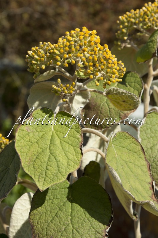 Senecio aschenbornianus