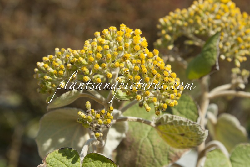 Senecio aschenbornianus