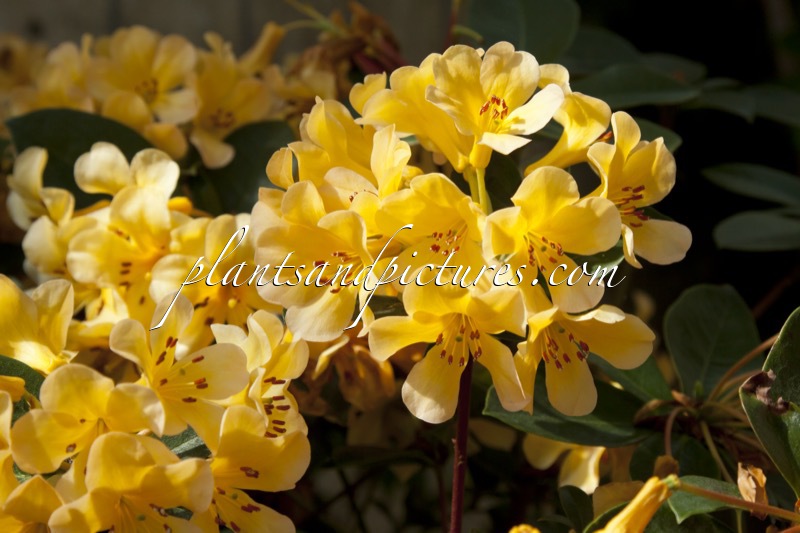 Rhododendron macgregoriae