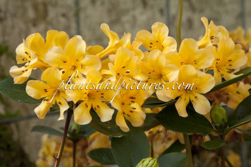 Rhododendron macgregoriae