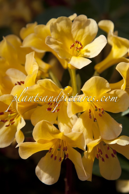 Rhododendron macgregoriae