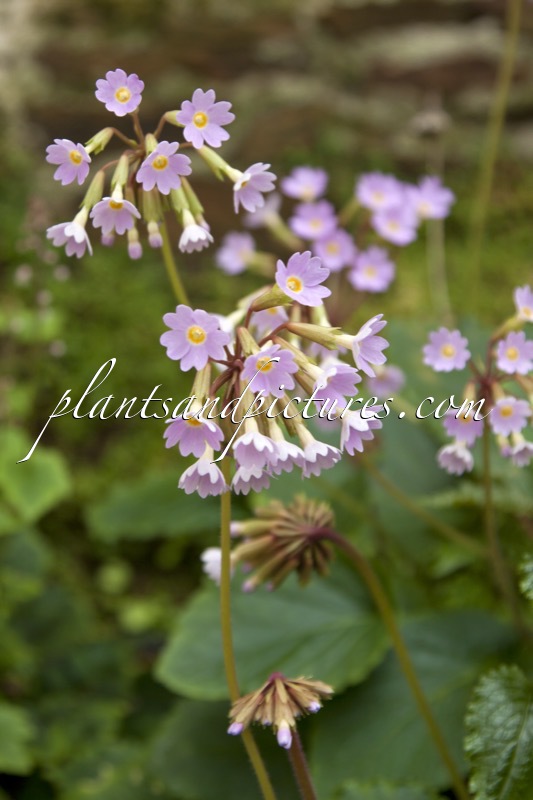 Primula henryi