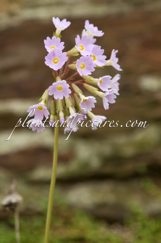 Primula henryi