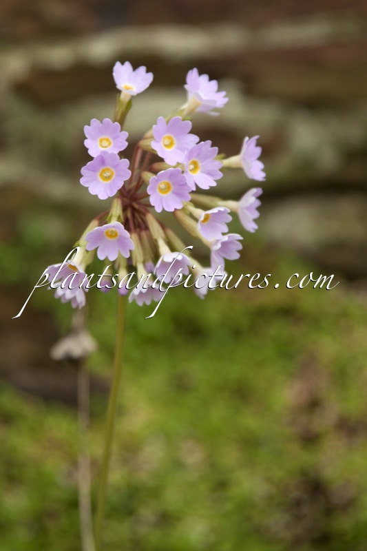 Primula henryi