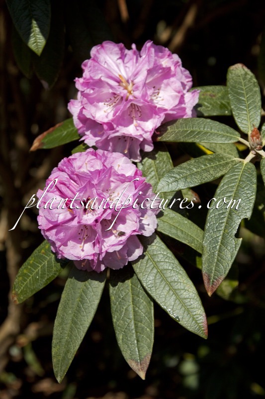 Rhododendron fansipanensis