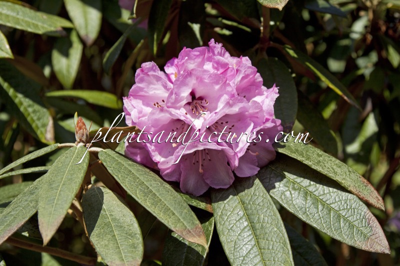 Rhododendron fansipanensis