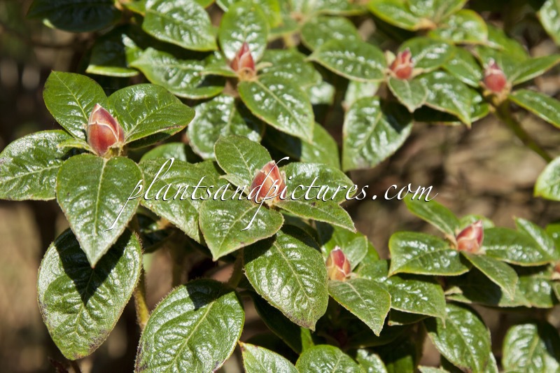 Rhododendron saavedranum