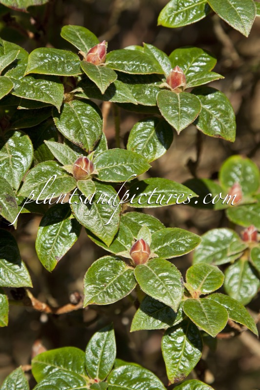 Rhododendron saavedranum