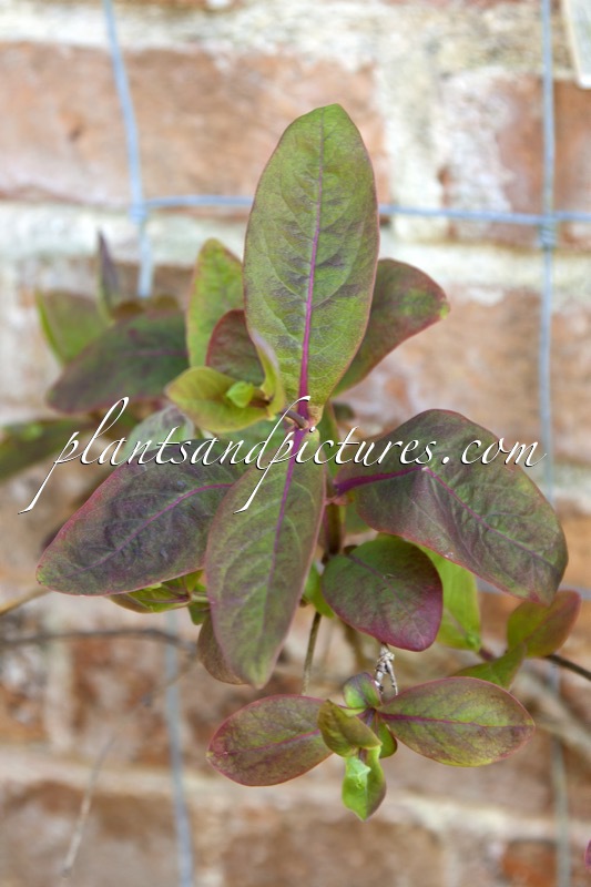 Lonicera subaequalis