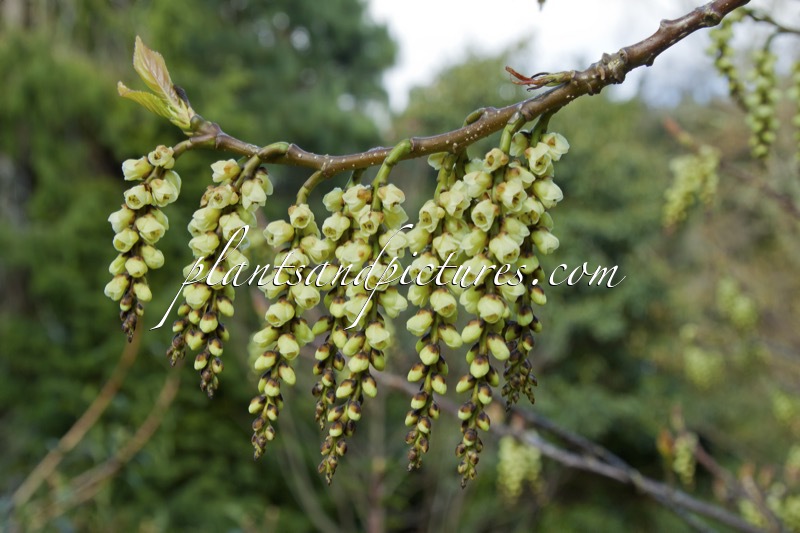 Stachyurus praecox var. matsuzakii