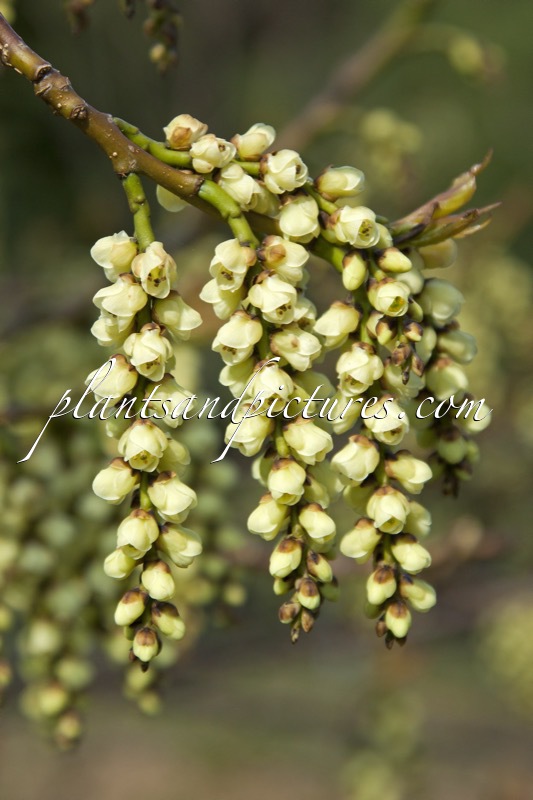 Stachyurus praecox var. matsuzakii