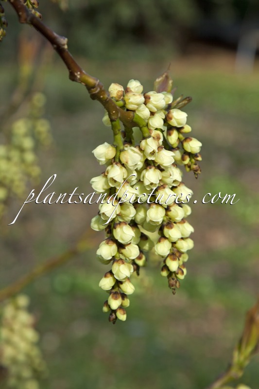 Stachyurus praecox var. matsuzakii